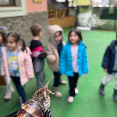 Yağmurlu Günde Salyangozlar
